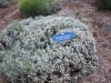 Maui_Ali'i Kula Lavender-3925